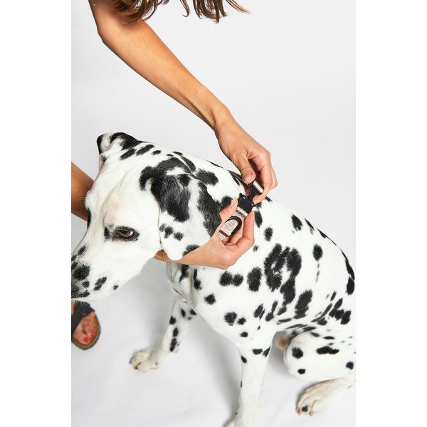 Beež kaelarihm S/M pikkus 32 cm Modena Greige S/SM – MiaCara-image-2