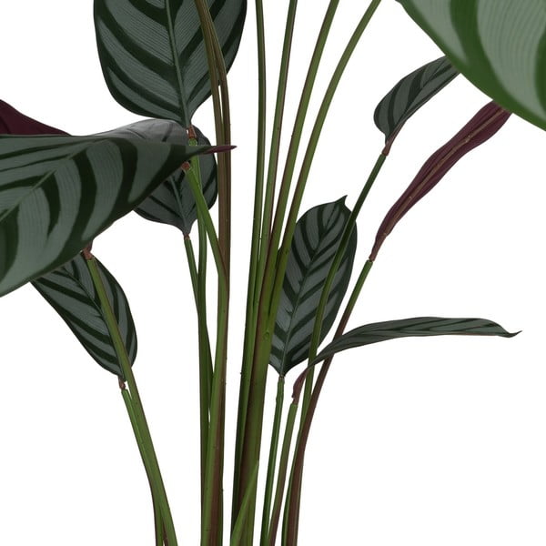 Kunsttaim (kõrgus 150 cm) Calathea - Ixia-image-2