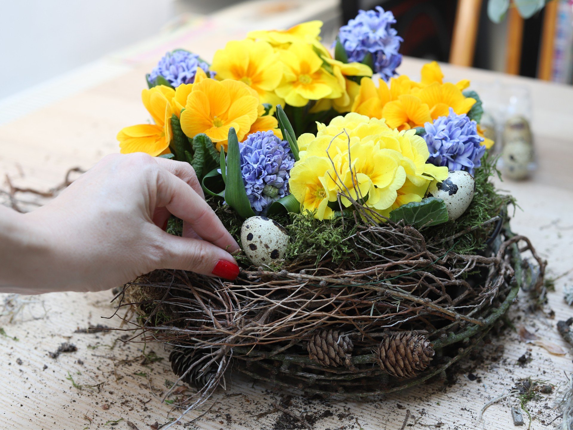 Koogivormi istutatud priimulad, hüatsindid ja muud kevadised sibullilled.