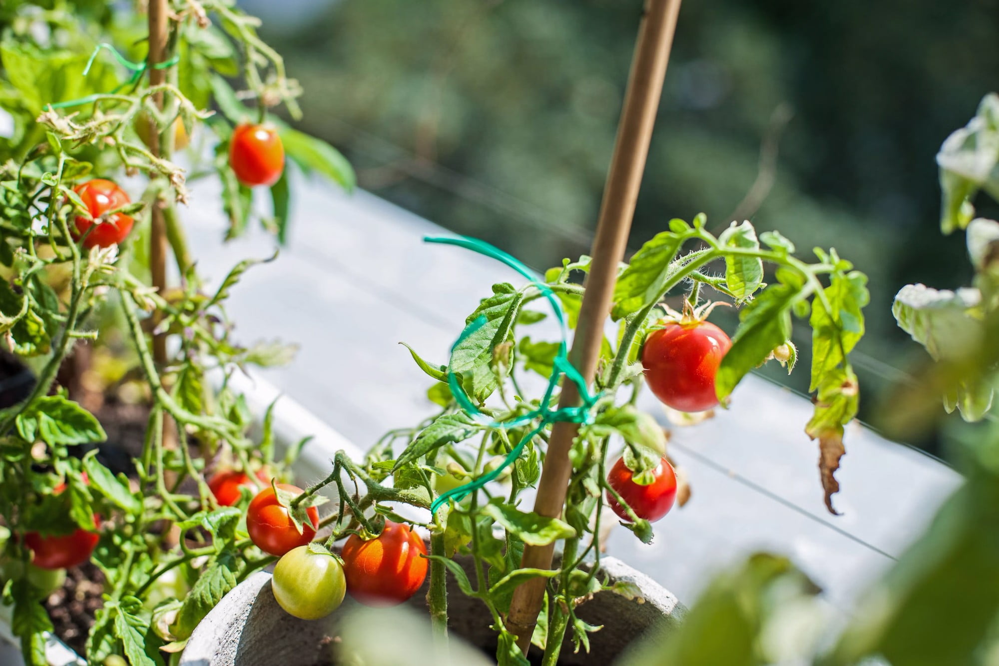 Kasvata oma rõdul tomateid.