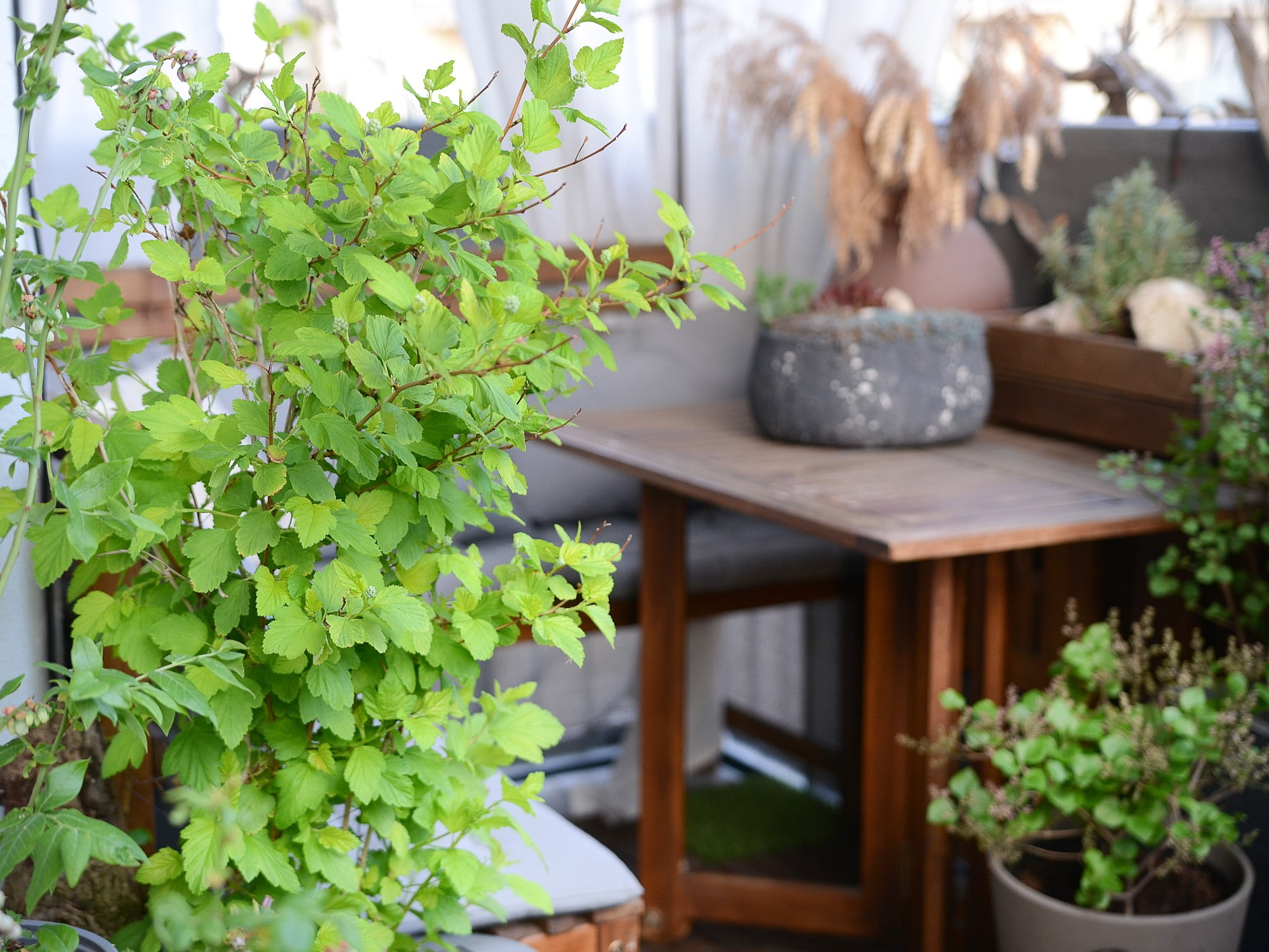 Põisenelas avaldab peamiselt muljet oma roheliste lehtedega.