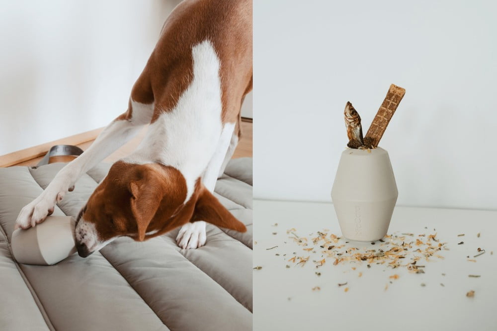 Inspiratsioon: Lemmikloomad