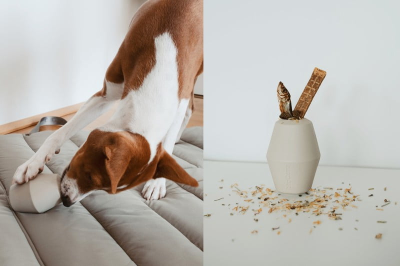 Inspiratsioon: Lemmikloomad