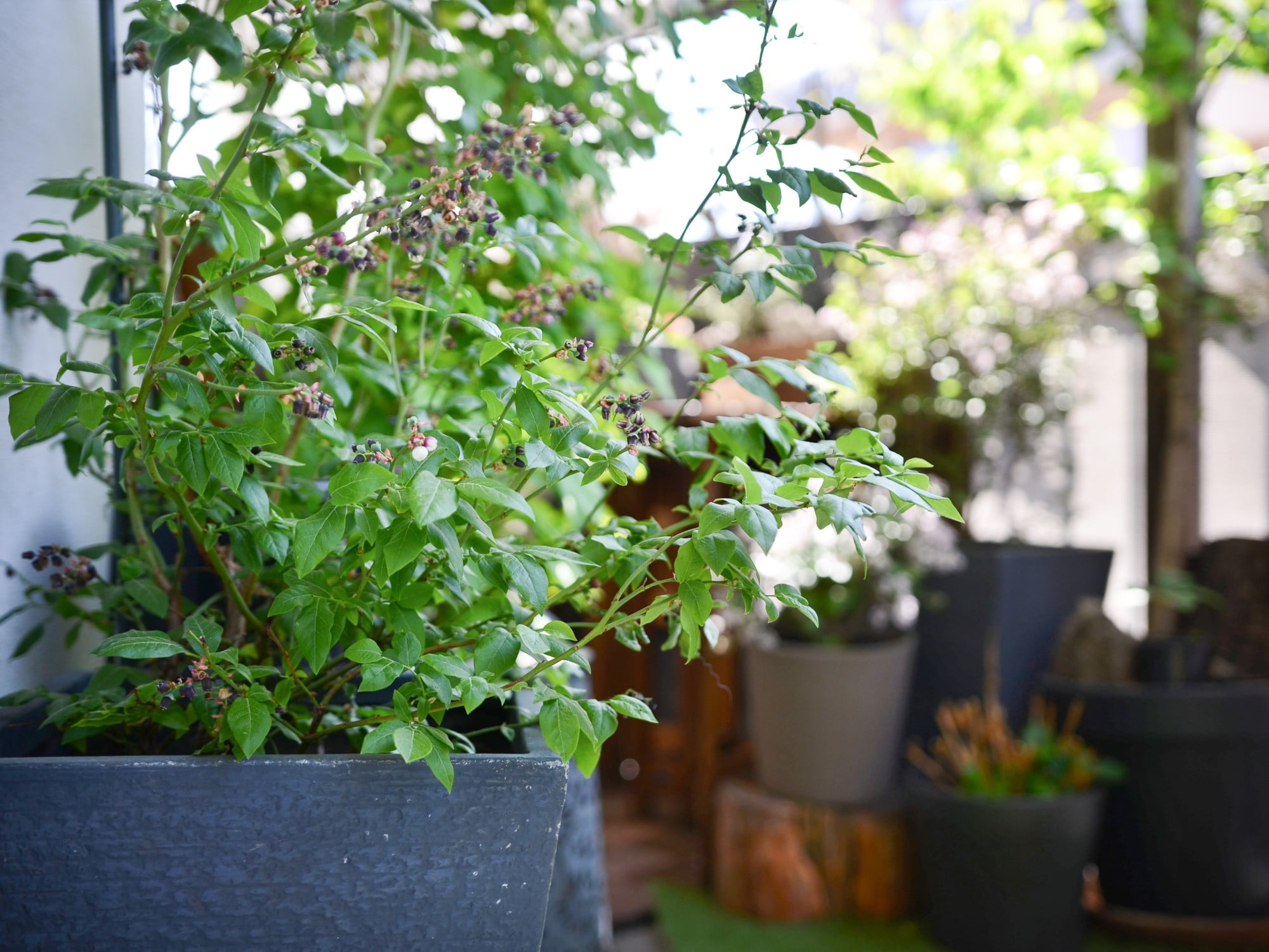 Kasvata oma rõdul mustikaid ise.