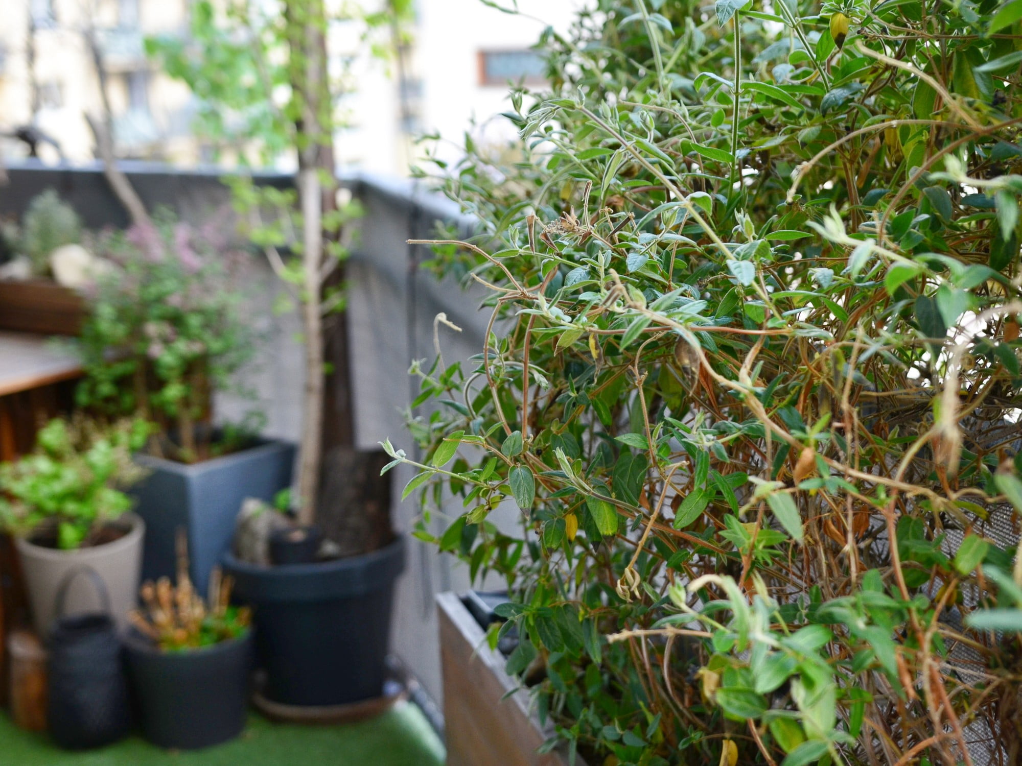 Kuslapuu kasvab kiiresti.