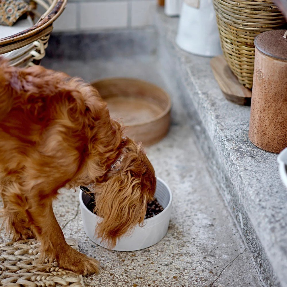 Inspiratsioon: Lemmikloomad